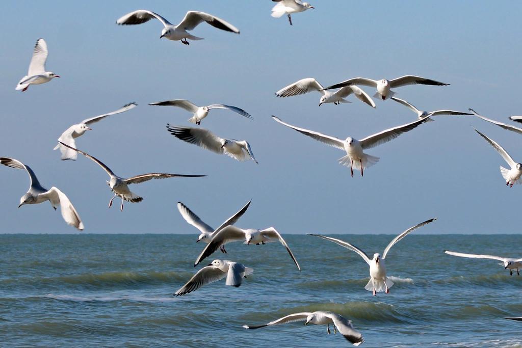 De Blaauboer, Vakantiehuisje เอ็กมอนด์อานเซ ภายนอก รูปภาพ